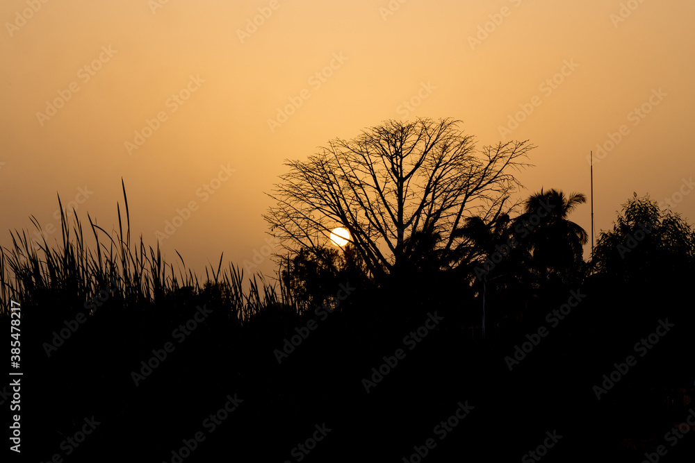Sunset with silhouetted trees