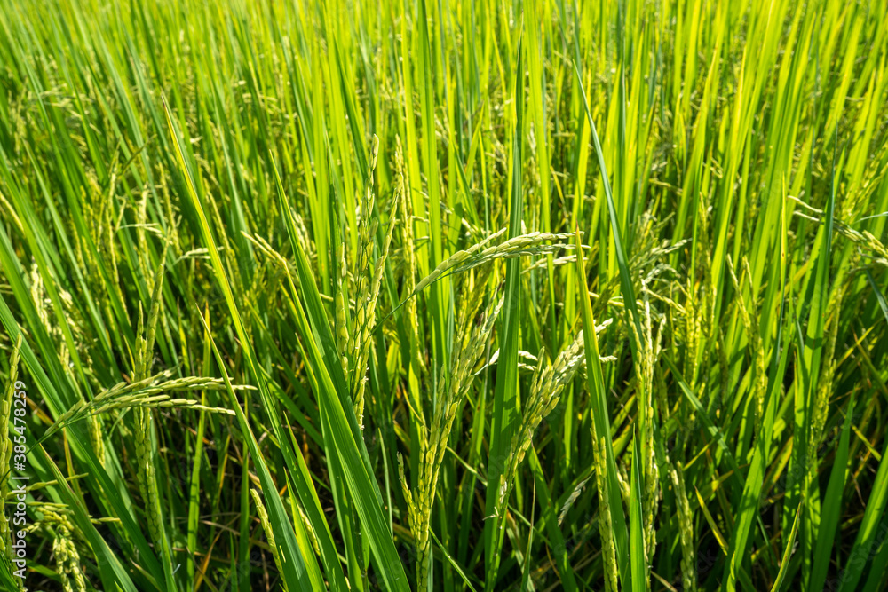 Rice paddy field background. Rice paddy field background.