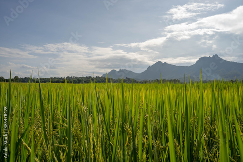 Rice paddy field against mountain scape and tiny cloud sky.