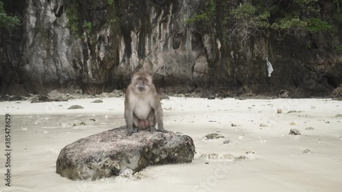 Portrait monkey sitting and chewing on reef rock against by water sea on the beach, Monkey island in Southern of Thailand, Phi Phi Island