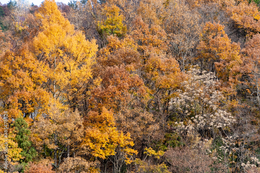 Color of tree leaves are changing to orange in autumn mountain, JAPAN.
