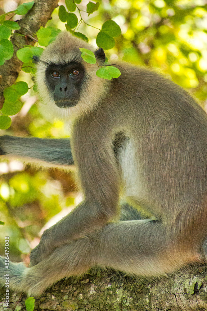 Gray Langur, Hanuman Langur, Semnopithecus entellus, Udawalawe National Park, Sri Lanka, Asia