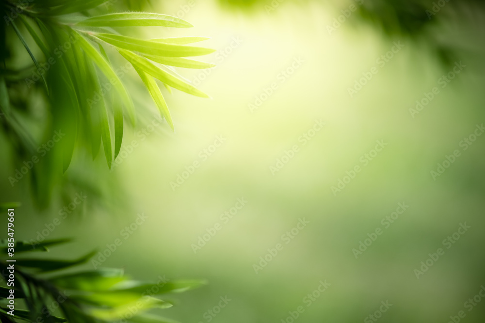 Concept nature view of green leaf on blurred greenery background in garden and sunlight with copy space using as background natural green plants landscape, ecology, fresh wallpaper concept. Concept nature view of green leaf on blurred greenery background in garden and sunlight with copy space using as background natural green plants landscape, ecology, fresh wallpaper concept.