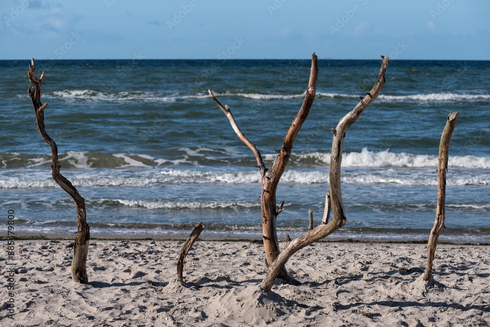 Baltic sea coast on Darss in Germany Baltic sea coast on Darss in Germany