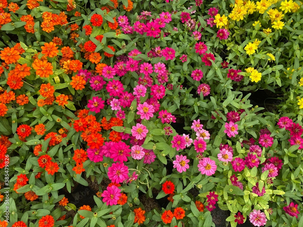 Colorful flowers field in the park. Flower Garden market wallpaper. 