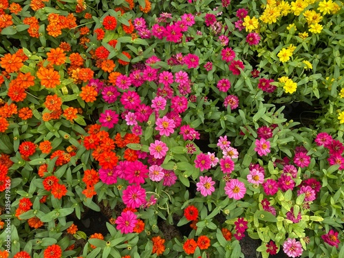 Colorful flowers field in the park. Flower Garden market wallpaper.  © Snowhite