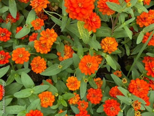 Colorful flowers field in the park. Flower Garden market wallpaper. 