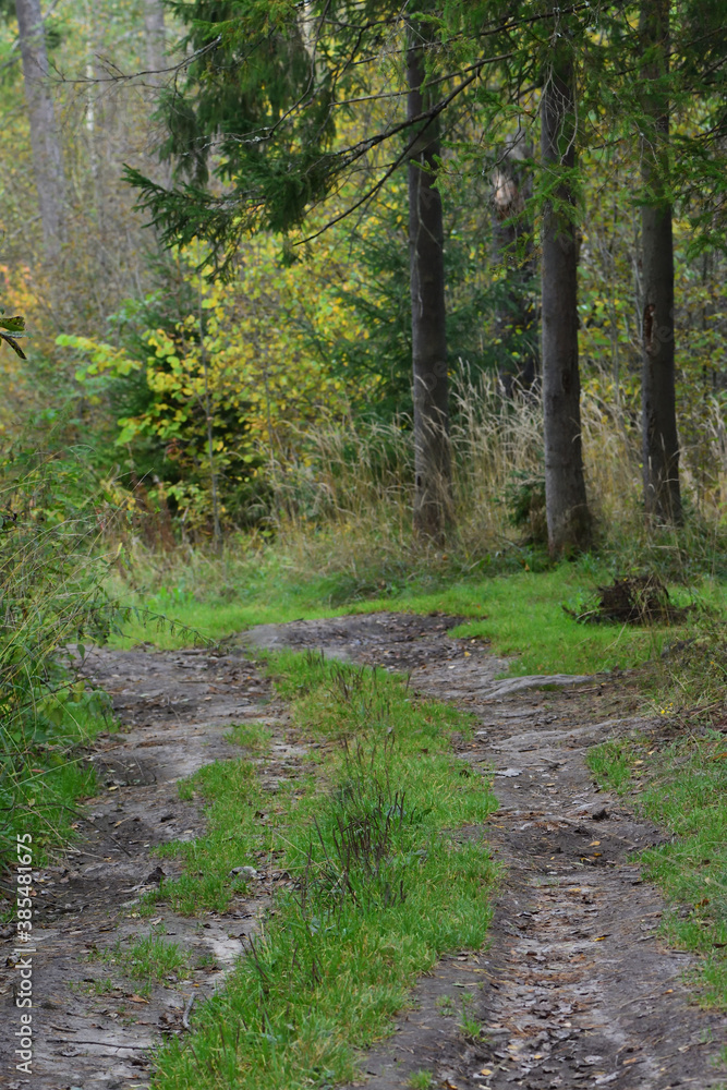 Fototapeta premium footpath in the woods
