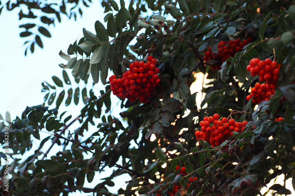 a lot of red round Rowan berries on a tree branch in autumn . nature in autumn