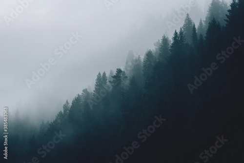 Scenic landscape view of the forest in the fog.