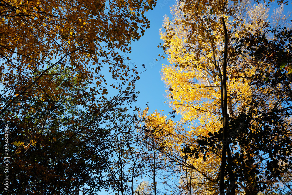 Crowns of autumn trees from bottom to top against a bright blue cloudless sky