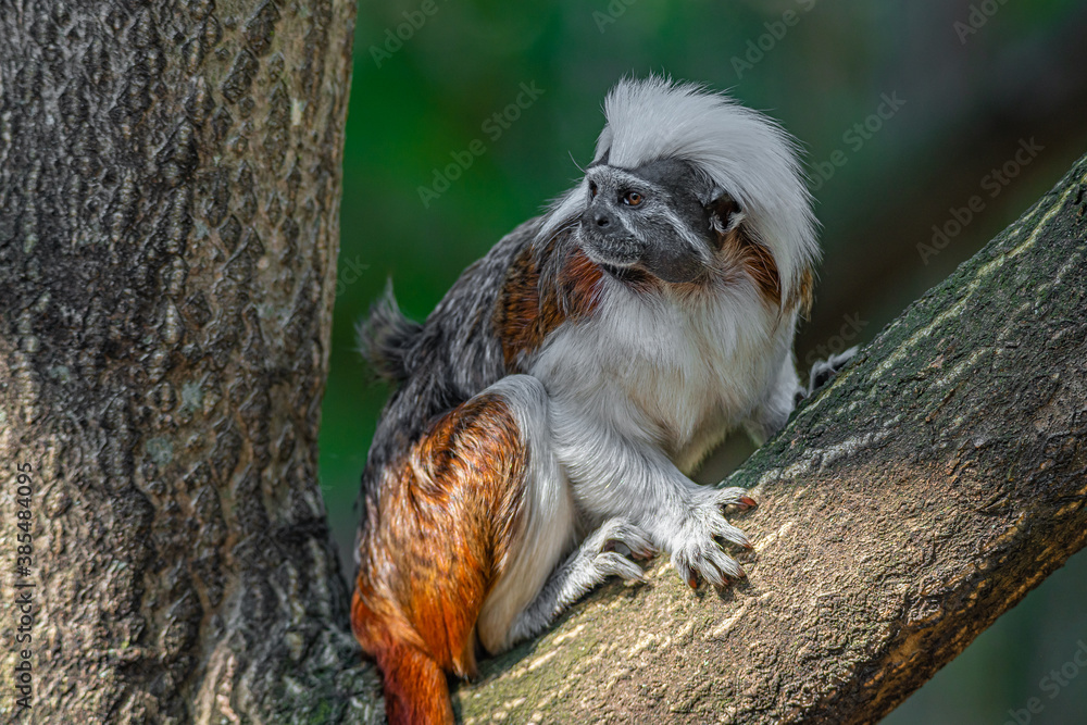 Portrait of funny and colorful Geoffroy marmoset monkey from Brazil Amazonian jungles, adult, male.