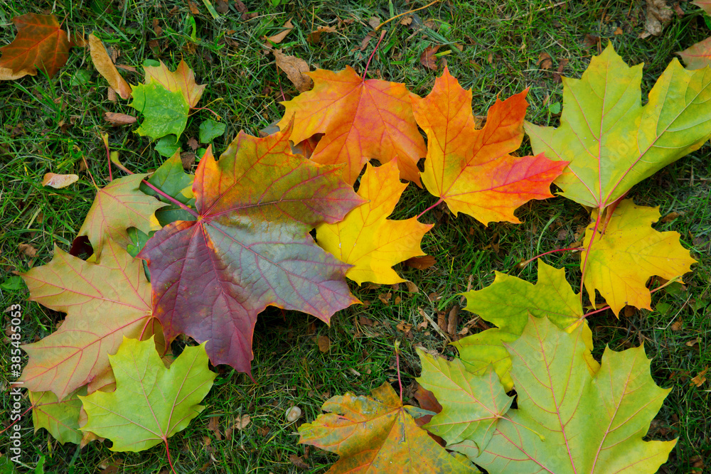Colorful brightly colored autumn leaves on the grass