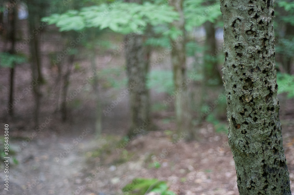 pocked tree trunk pocked tree trunk