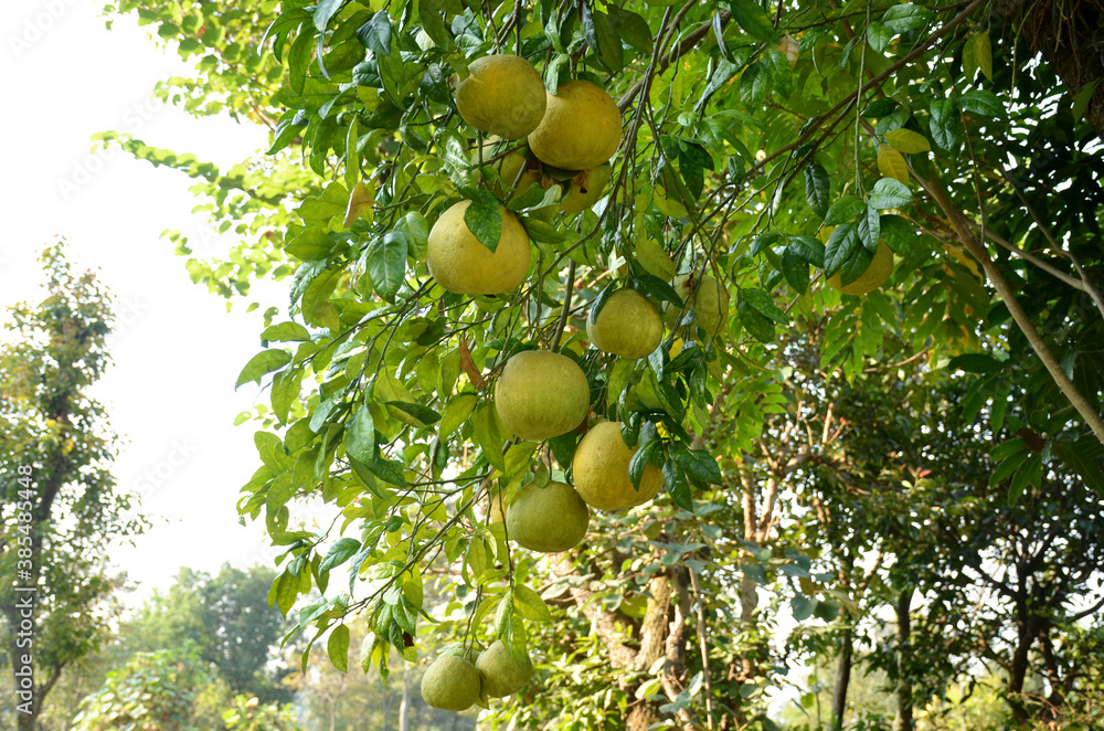 bunch the green ripe grapefruit with leaves and branch in the garden. bunch the green ripe grapefruit with leaves and branch in the garden.