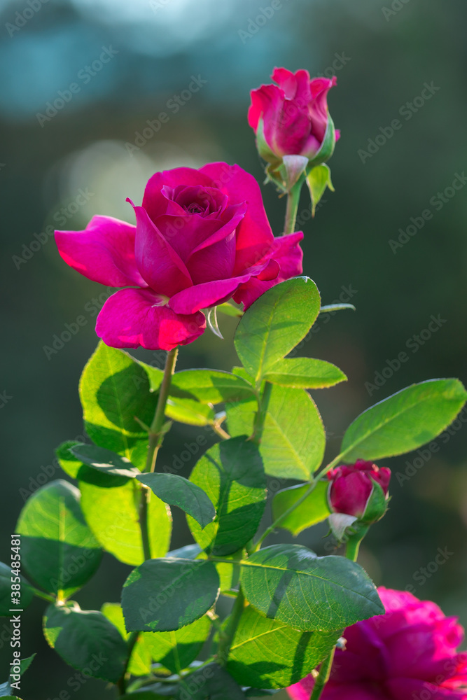 Blooming purple rose. Selective focus, blurred background Blooming purple rose. Selective focus, blurred background