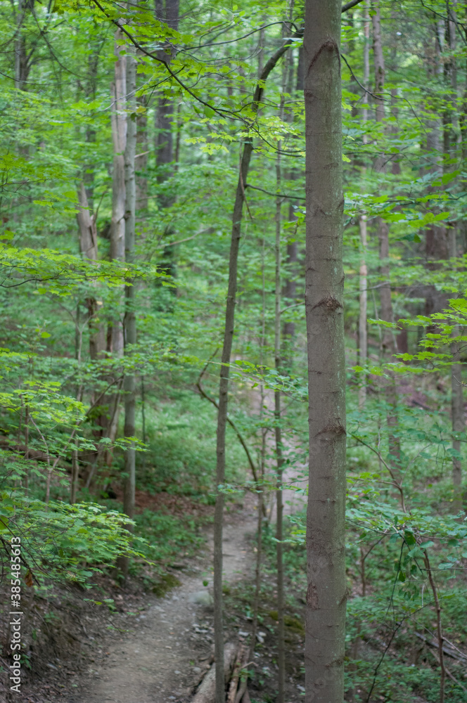 Tree and Path Tree and Path