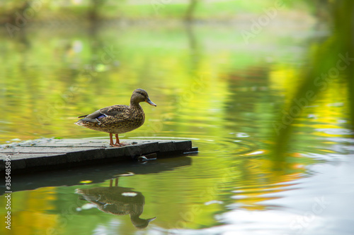 Duck pond in the autumn. Toned image, blurred background