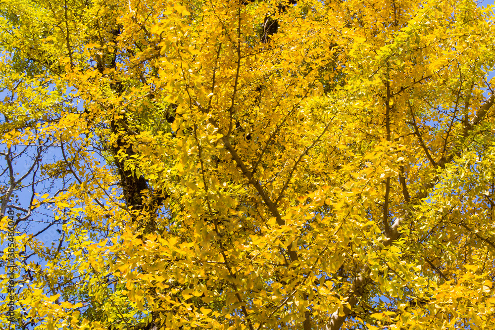 Autumn Gingko Biloba tree, autumn yellow ginkgo leaves Autumn Gingko Biloba tree, autumn yellow ginkgo leaves