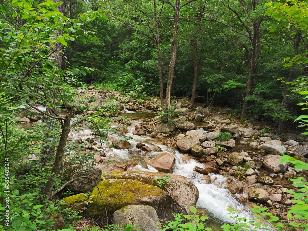 stream in the forest stream in the forest