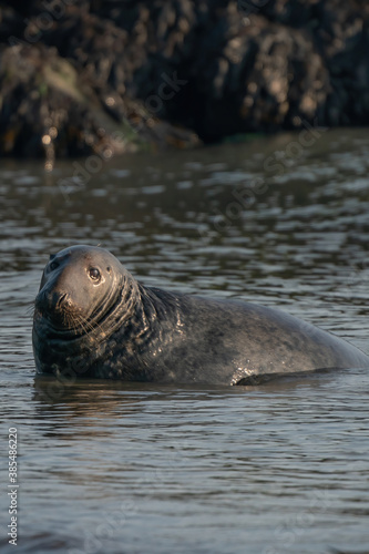 One Grey Seal, Halichoerus grypus. Swimming in the sea with head above water. Looking at camera