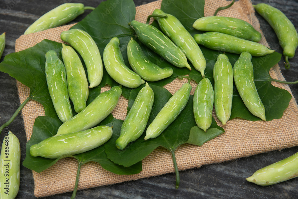 Raw Kovakkai or uncooked ivy gourd, Many fresh Tindora vegetable an Indian, food crop used for making side dish for items like chapati and roti. Tendli Kundroo sabzi.
Raw Kovakkai or uncooked ivy gourd, Many fresh Tindora vegetable an Indian, food crop used for making side dish for items like chapati and roti. Tendli Kundroo sabzi.