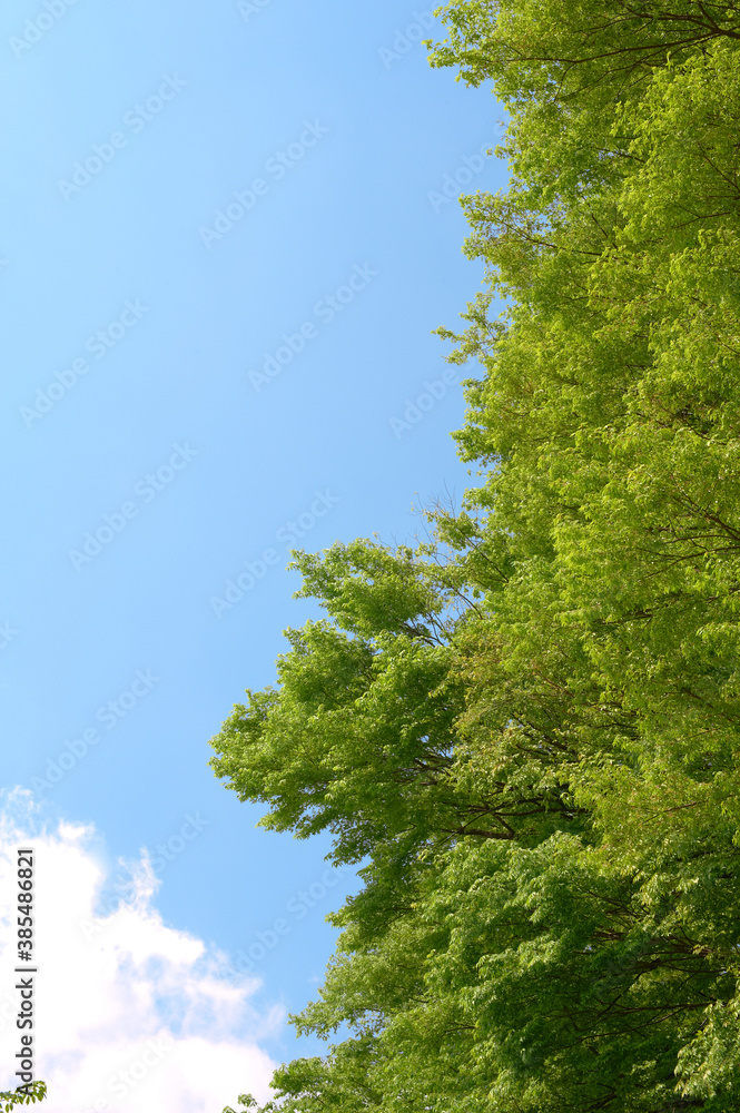 新緑の木々と青空に白い雲