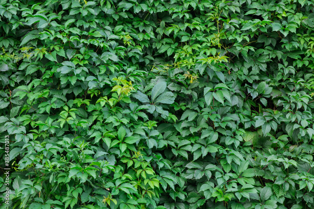 Wild grapes overgrown as background texture Wild grapes overgrown as background texture