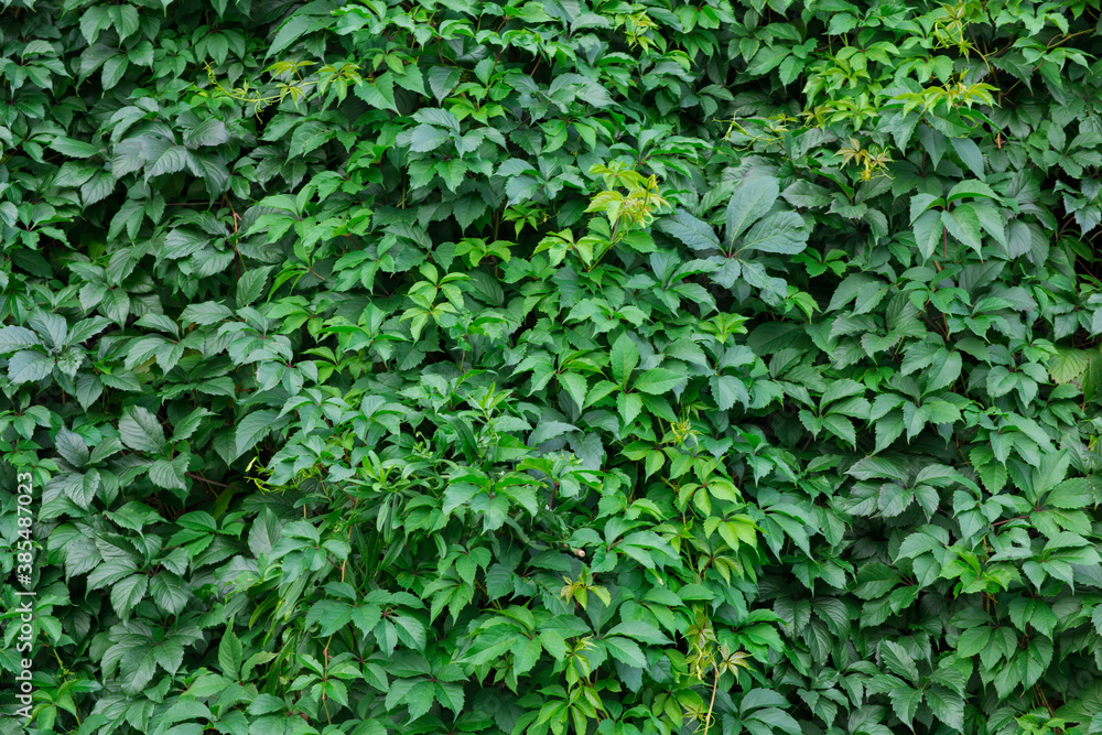 Wild grapes overgrown as background texture Wild grapes overgrown as background texture