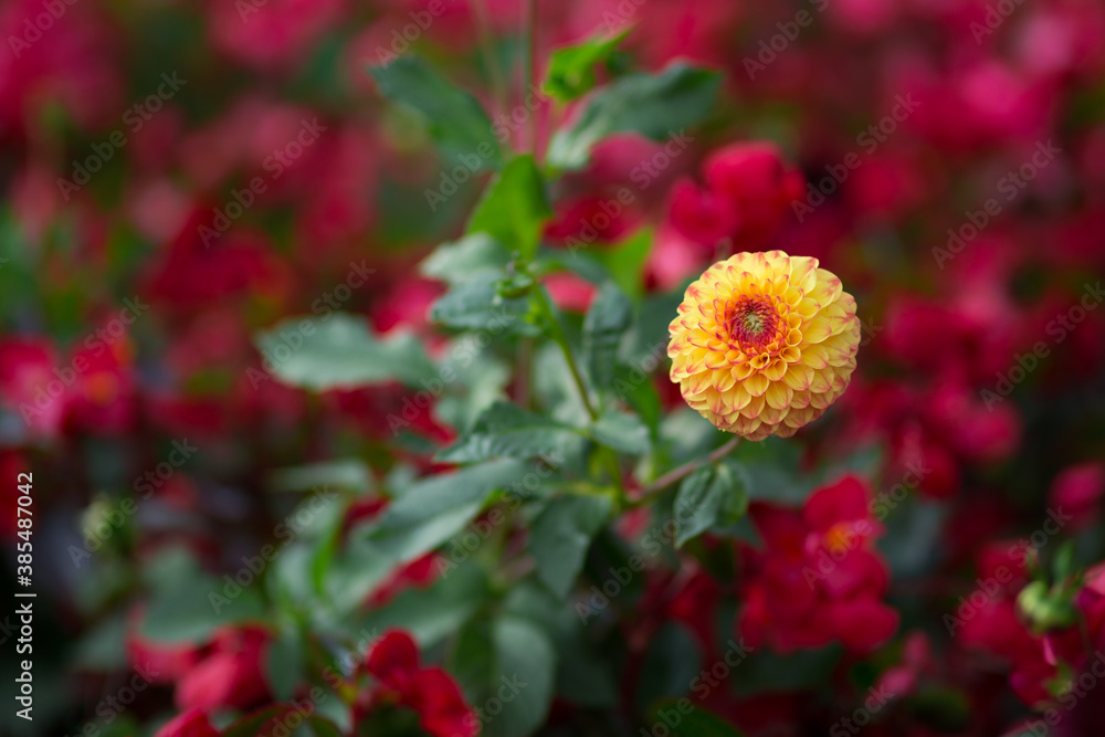 Beautiful blooming yellow round dahlia. Selective focus, shallow depth of field, blurred dark background. Beautiful blooming yellow round dahlia. Selective focus, shallow depth of field, blurred dark background.