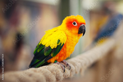 Yellow parrot isolated. Small bird portrait. Animals in zoo background.