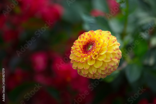 Beautiful blooming yellow round dahlia. Selective focus, shallow depth of field, blurred dark background.