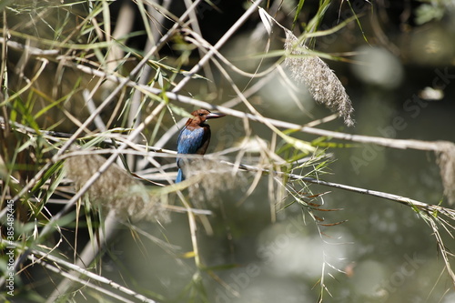 White throated kingfisher bird sitting on reeds