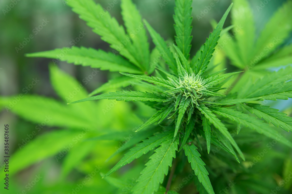 Marijuana, hemp grows. Selective focus blurred background. Marijuana, hemp grows. Selective focus blurred background.