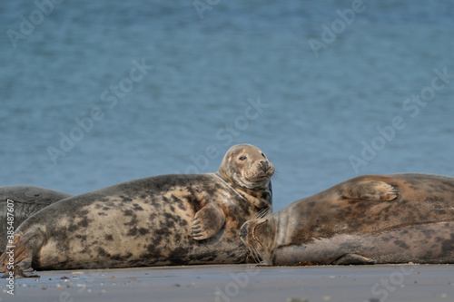 Funny lazy seals on the sandy beach of Dune, Germany A seal looks straight into the camera © Dasya - Dasya