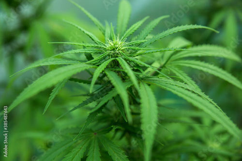 Marijuana, hemp grows. Selective focus blurred background.