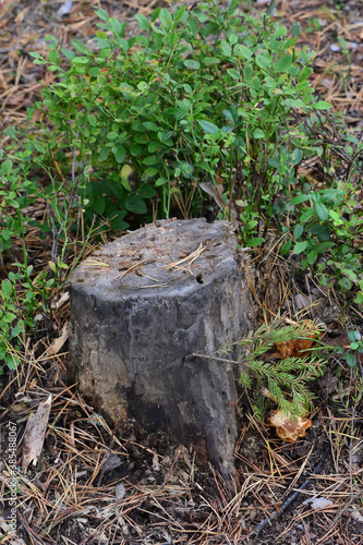 stump in the forest