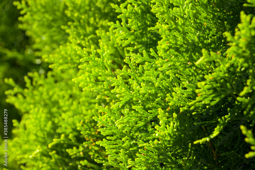 Thuja tree branch and leave macro background, green color Thuja tree branch and leave macro background, green color