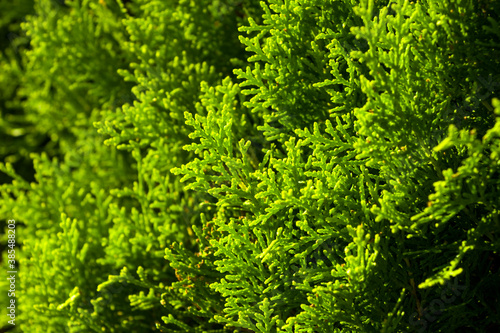 Thuja tree branch and leave macro background, green color