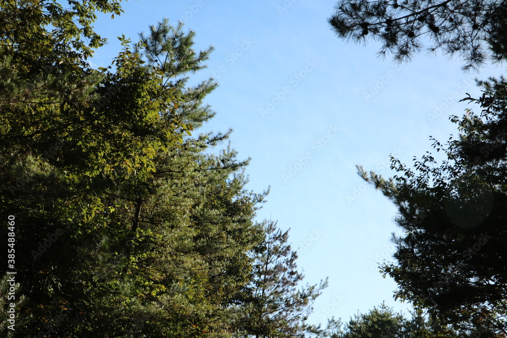 Obraz premium 木と空の風景 landscape trees and sky 1