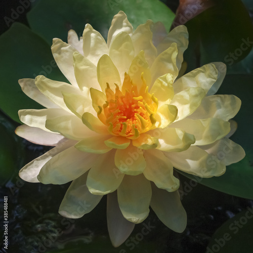 Closeup view of beautiful creamy yellow and orange water lily   mangkala ubol   flower blooming outdoors in tropical garden