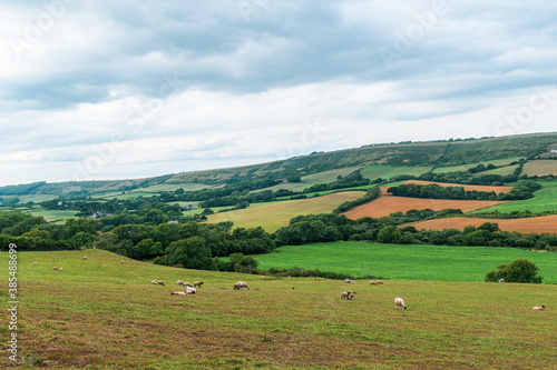 Beautiful landmark of Devonshire farmlands  far distance view for trees and fields  mostly man made landscape of british farms and grazing fields for sheeps