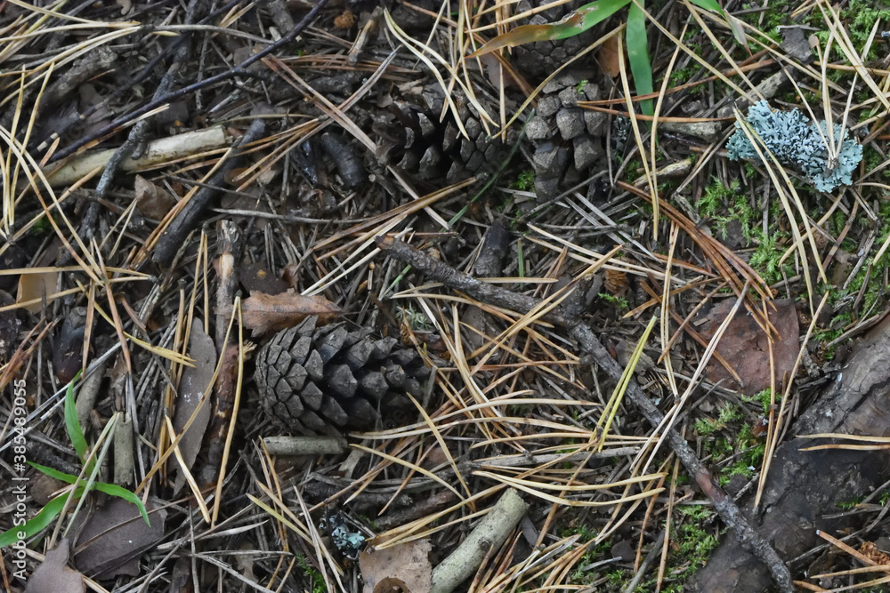 cones on the ground cones on the ground