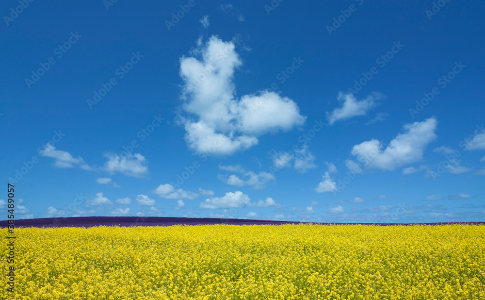 黄色い花咲く丘と雲
