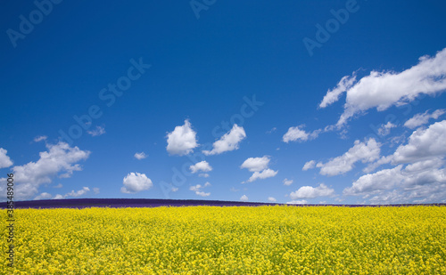 黄色い花咲く丘と雲