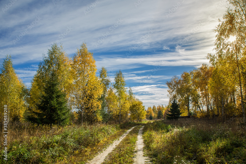 Forest with birch trees and a road in autumn with yellow leaves. Landscape, nature on a clear sunny day.
