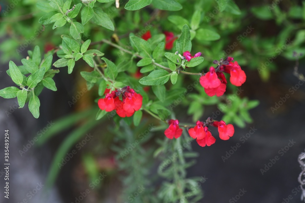 Hot lips (Cherry sage) / Salvia microphylla Hot lips (Cherry sage) / Salvia microphylla