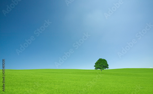 草原の一本木