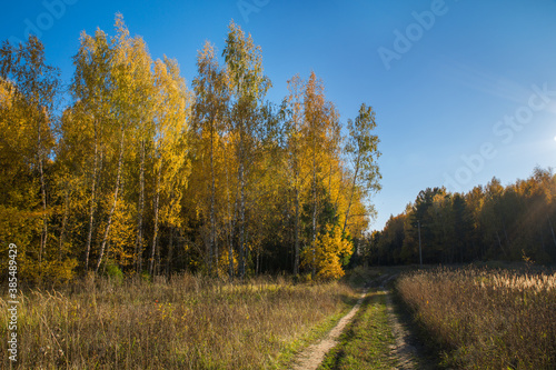 Forest with birch trees and a road in autumn with yellow leaves. Landscape, nature on a clear sunny day. 
