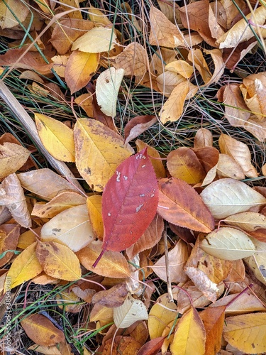 autumn leaves background